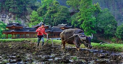 The Use of Animals in The Growing of Vegetables