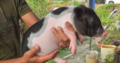 The Myth of Micropigs