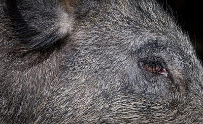 French Court Allows Adopted Wild Boar ‘Rillette’ to Stay with Her Carer