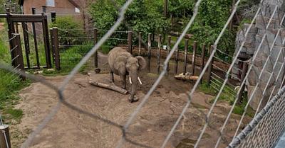 Colorado Supreme Court Rules Against Captive Elephants Constitutional Rights