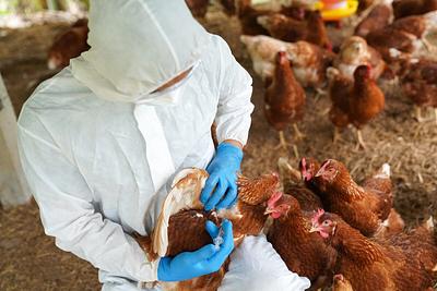 Human Case Of Bird Flu Found In England