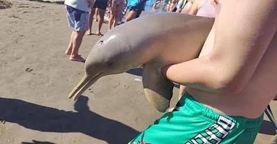 Dolphin Dies in Argentina After Being Pulled from Water by Tourist