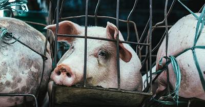 30 Facts About Animal Agriculture That Are So Shocking, They’ll Change Your Viewpoint on Farming