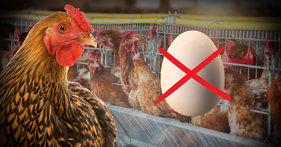 Why Eggs are as Bad as Chicken Breasts