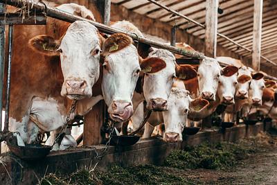 New Germanwatch Study “Super Emitters in the Meat and Dairy Industry in Germany” Shows Climate Protection Potential of Plant-Based Alternatives