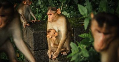 Pressure Mounts on Canada to Halt Monkey Imports from Cambodia