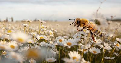 UK Bans Emergency Use of Bee-Killing Pesticide
