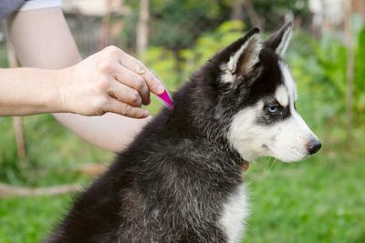 Chemicals From Dog And Cat Flea Treatments Found In Songbird Nests