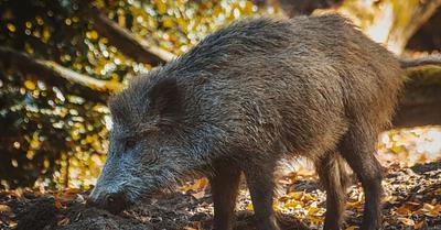 Wild Boar Attacks in Barcelona Down 70% in the Last Two Years
