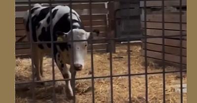 The Remarkable Rescue of Olive the Cow Who Escaped a Dairy Farm