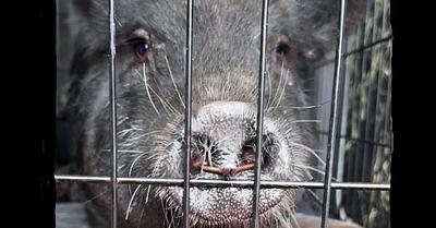 The Rescue and Rehabilitation of Yaya the Pig in Texas