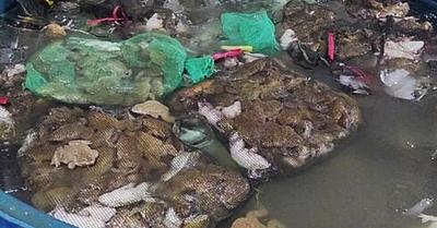 New Exposé of Animal Abuse in Vietnamese Frog Meat Farms