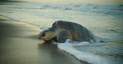 Over 1,000 Olive Ridley Turtles Have Been Found Dead in Tamil Nadu