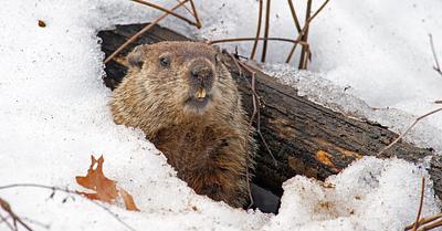 PETA Suggests Replacing Groundhog on “Groundhog Day” with a Cake