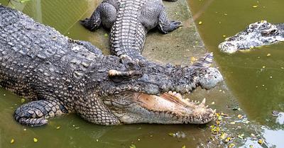 The Truth About Farming Crocodilians