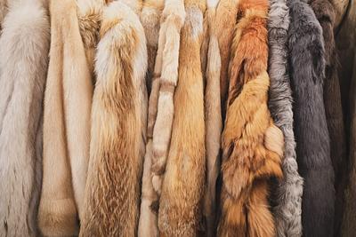 Fur Production Has Plummeted To Lowest Level In Years