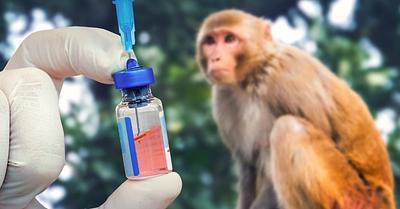 Virginia Senate Passes Bill Requiring Animal Testing Facilities to Send Some Primates to Sanctuaries