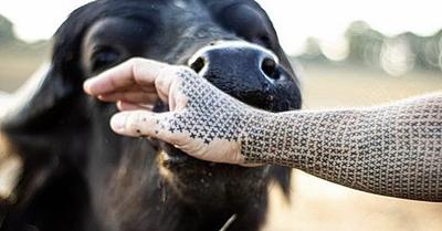 The Body as a Manifesto for Animal Rights