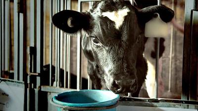 Anti-Dairy Ad To Be Screened At Cinemas In ‘UK First’