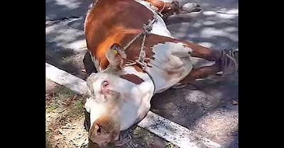 Successful Rescue of Valiente the Elderly Cow in Argentina