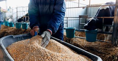 UK Government Consults on Reintroduction of Animal Flesh into Farmed Animals’ Feed