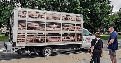 PETA’s Pig “Hell On Wheels” Truck Seen in Front of BBQ Eatery in Salisbury, US