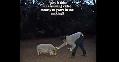 Dorothy the Pig Accepts Human Affection for the First Time in Nine Years