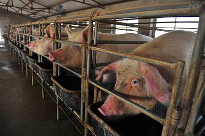 Study: Up to 96% of Brits Oppose Common Animal Farming Practices