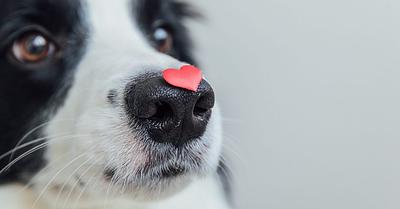 Celebrating Love and Veganism on Valentine’s Day 