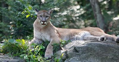 Wyoming Lawmakers Discuss Bill to Indiscriminately Kill Mountain Lions 