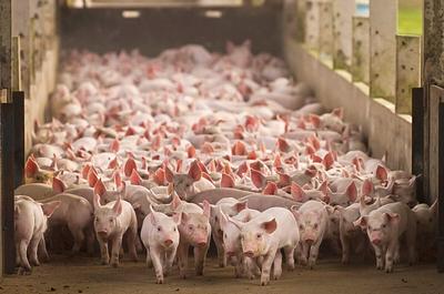Scientists Observe Factory Farm Pollution From Space
