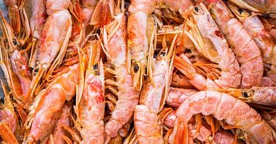 Study Finds Microplastics in 99% of Tested Marine Animal Flesh Samples in the US