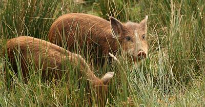 Feral Pigs Discovered in Cairngorms Park In Scotland Have Been Killed