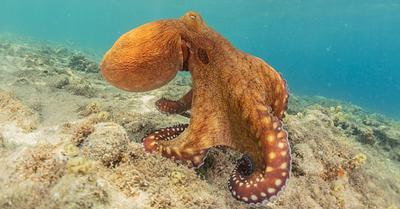 Oregon Lawmakers Propose a Ban on Octopus Farming 