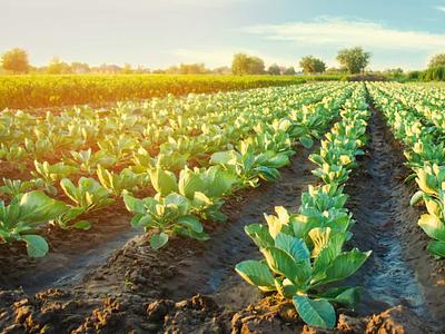 PBFA Unveils Strategic Plan to Grow US Production & Consumption of Plant-Based Foods