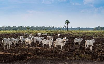 Animal Ag, Not Fossil Fuels, Is The Leading Cause Of Climate Change, Says New Study