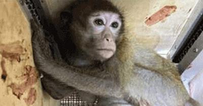 PETA Uncovers Shady Deal to Cage 20,000 Monkeys in Florida