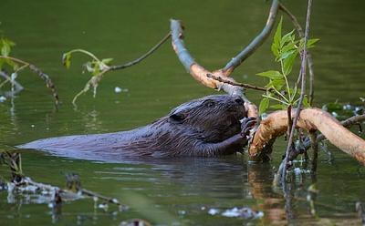 UK Government To Allow Wild Beaver Releases For Nature Recovery