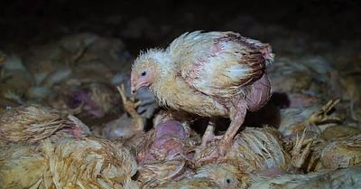 Exposé of “Animal Slaughter” at Portuguese Farm That Raises Chickens Sold in Spain