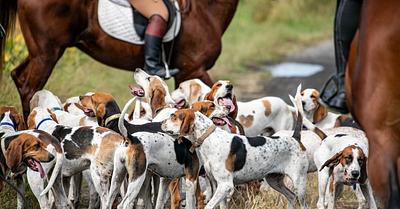 UK Senior Police Officer Admits Trail Hunting Is Being Used as a ‘Smokescreen’ for Crime