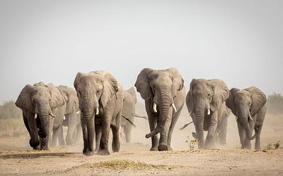 Conservation Funding Prioritizes Large Mammals Over More Threatened Species, Study Finds