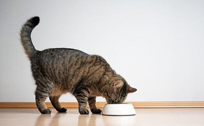 Raw Cat Food Recalled After Cats Fall Sick With Bird Flu