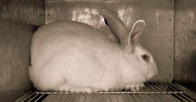 7 Heartbreaking Photos That Show the Reality of Animal Testing