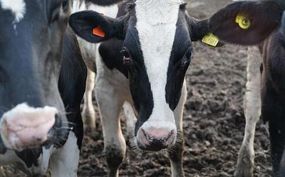 More Than Half Of Brits Unaware Cows Must Be Impregnated To Produce Milk, Survey Finds