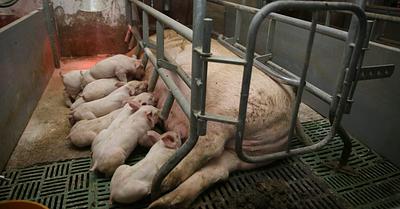 84% of Scots Support the Phasing Out of Farrowing Crates for Mother Pigs