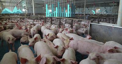 Court Ruling Could Help Campaigners Stop UK Mega Animal Farms