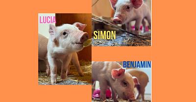Piglets Left to Starve as Part of a Chilean Art Exhibit in Denmark Have Been Rescued
