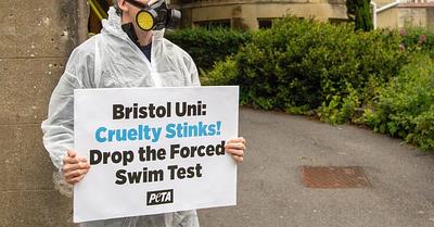 Bristol and Bath Universities Ditch Discredited “Drowning” Tests on Rodents 