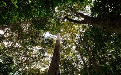 Amazon Rainforest Cut Down To Build New Road For COP Climate Summit