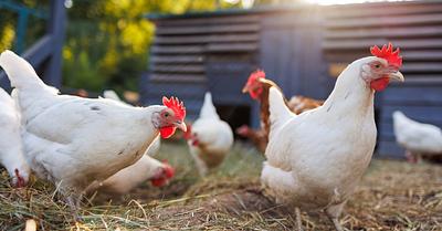Some Humans can Identify Whether Chickens are Happy or Frustrated by Listening to Their Calls